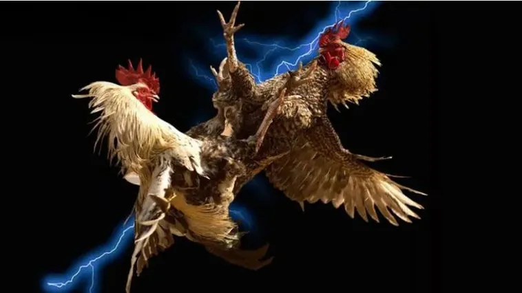 Trải Nghiệm Đá Gà BenBet Đỉnh Cao Nhận Thưởng Lớn Ngay Hôm Nay